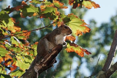 Low angle view of squirrel on branch