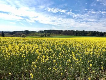 Scenic view of oilseed rape field against sky