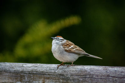 Bird perching on a fence