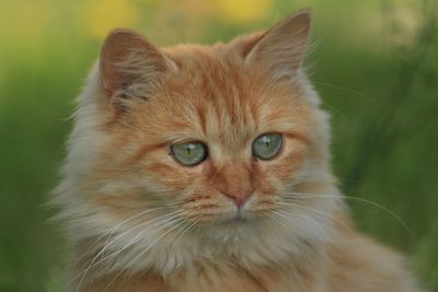 Close-up portrait of ginger cat