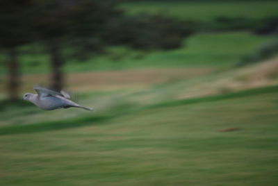 Bird flying over a field