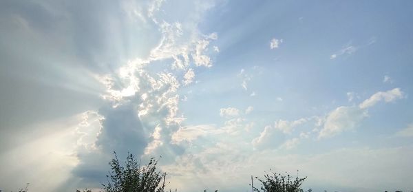 Low angle view of trees against sky