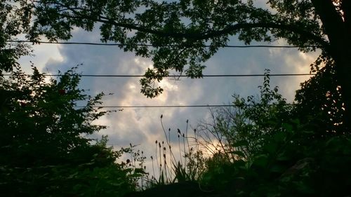 Plants growing in forest against sky