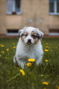 Australian shepherd cub exploring the garden for the first time