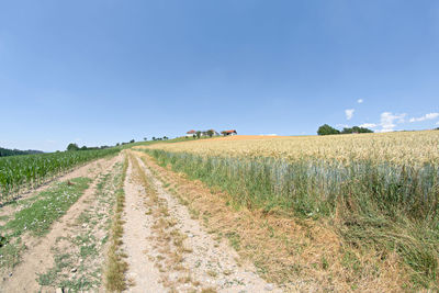 Scenic view of agricultural field against sky