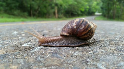 Close-up of snail crawling on road