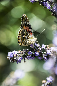 Close-up of butterfly pollinating on purple flower