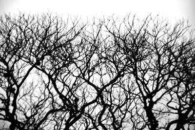 Low angle view of bare tree against sky