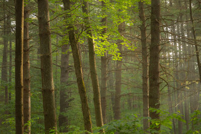 Pine trees in forest