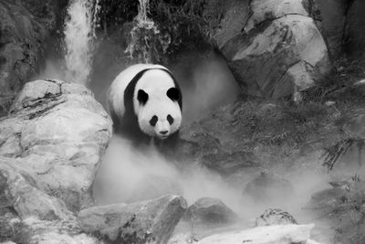 Panda in mist 