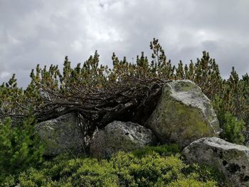 Plants growing on land against sky