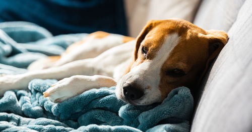 Close-up of dog resting on bed