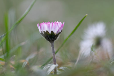 Close-up of pink flower