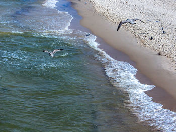 High angle view of seagulls flying over sea