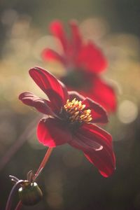 Close-up of red flower