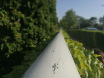 Close-up of plants against sky