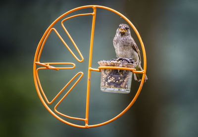 Close-up of bird perching on feeder