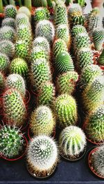 High angle view of cactus plants