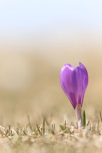 Close-up of purple crocus flower on field