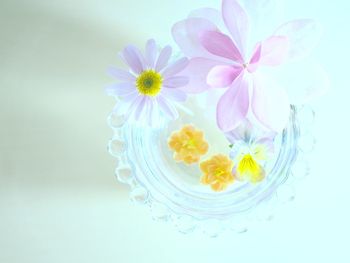 High angle view of flowering plant against white background