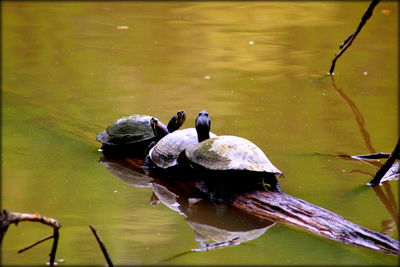 Duck swimming on lake