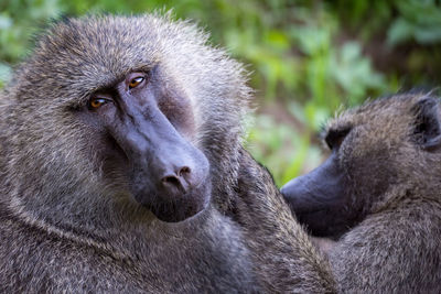 Close-up portrait of baboon