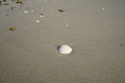 High angle view of shells on sand