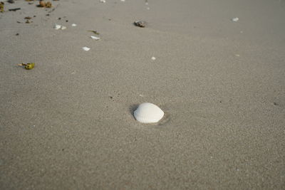 High angle view of shells on sand