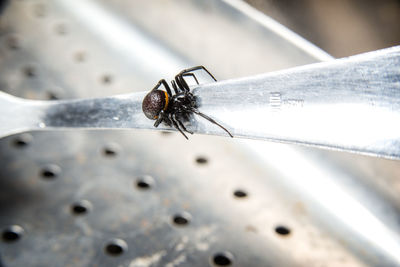 Close-up of insect on metal