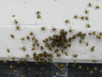 Cluster of baby cross orbweavers