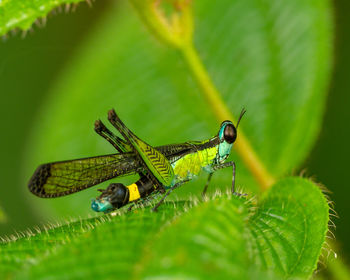 Close-up of insect on plant