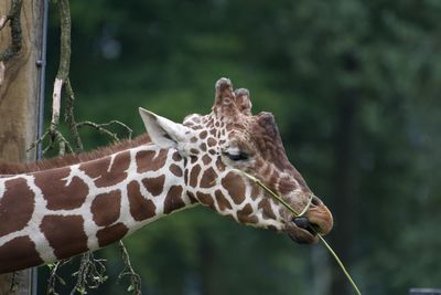 Close-up of a giraffe