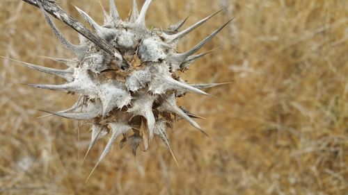 View of  dried thistle against golden autumn grasses. 