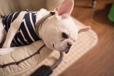 Close-up of french bulldog lying in chair