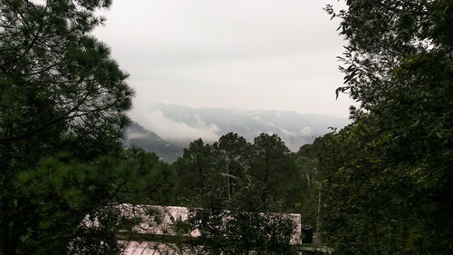 Low angle view of trees in forest against sky