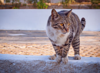 Close-up portrait of cat