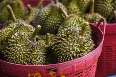 Close-up of succulent plant in basket