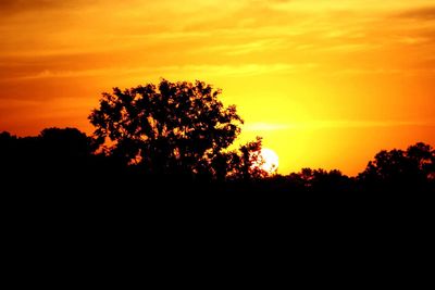 Silhouette of trees at sunset