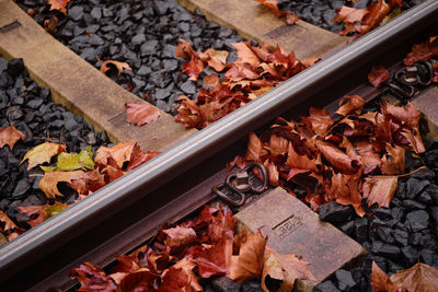 Close up of tram tracks and autumn leaves in utrecht, the netherlands.
