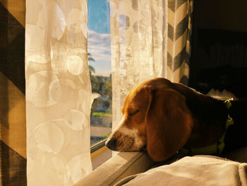 Close-up of dog looking through window