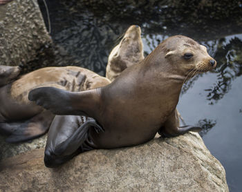 High angle view of sea lion