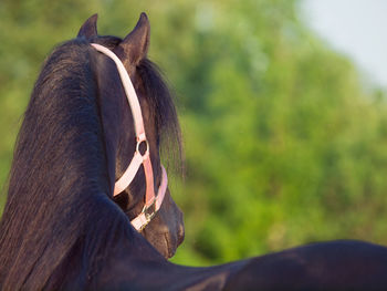 Black horse standing against trees