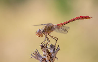 Close-up of insect on flower