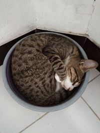 High angle view of cat sleeping on floor