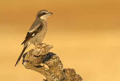 Close-up of birds perching on rock