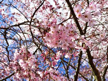 Low angle view of pink flowers blooming on tree