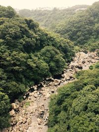 High angle view of trees in forest