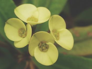 Close-up of flowering plant