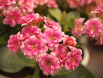 Close-up of pink flowering plants