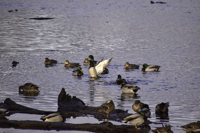 Ducks swimming in lake